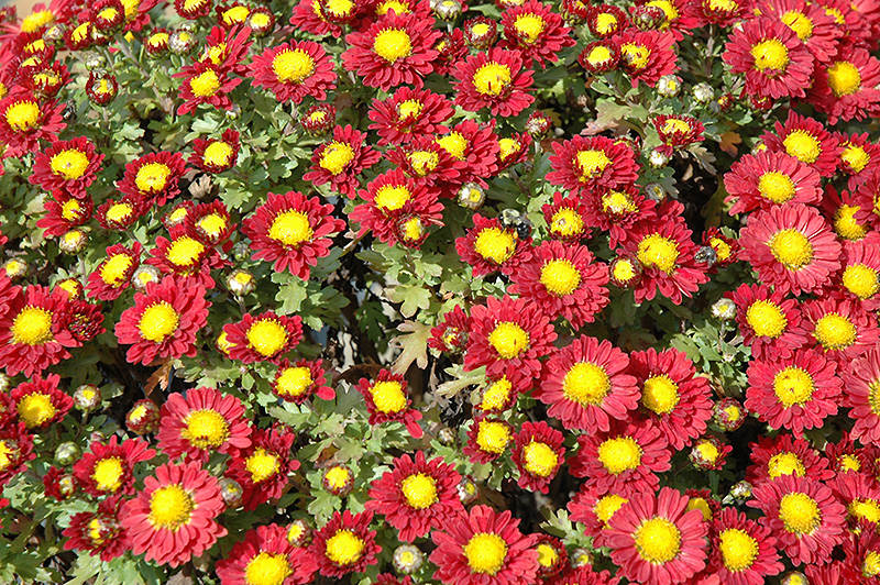 Daisy Chrysanthemum Chrysanthemum 39;Red Daisy39; at Landscape Garden