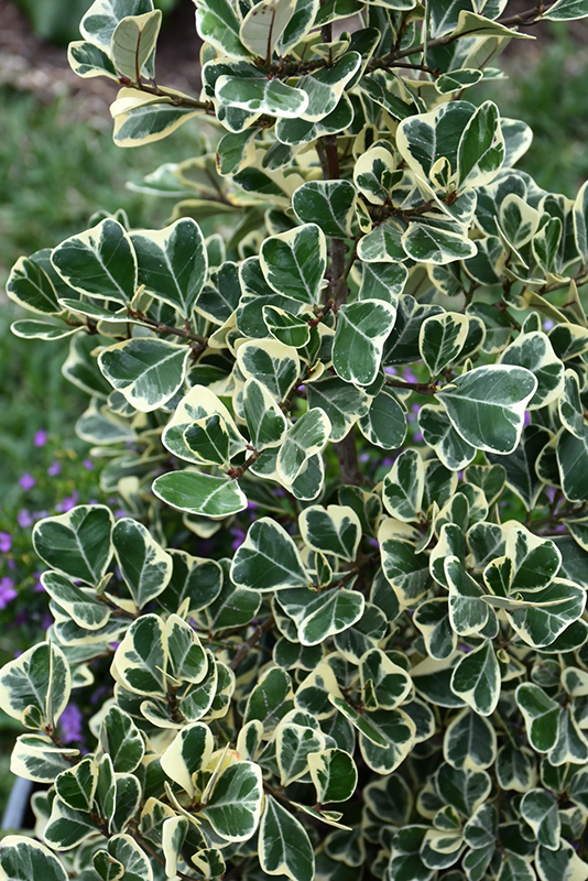 Variegated Triangle-leaved Ficus (Ficus triangularis 'Variegata') in ...