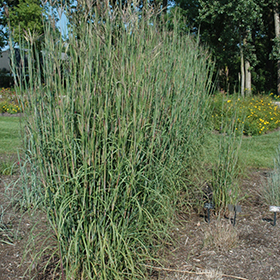 Plant Photo 9
