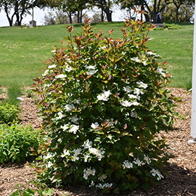 Plant Photo 5