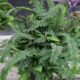 Plant Photo 3