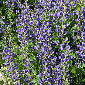 Plant Photo 1
