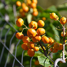 Plant Photo 7